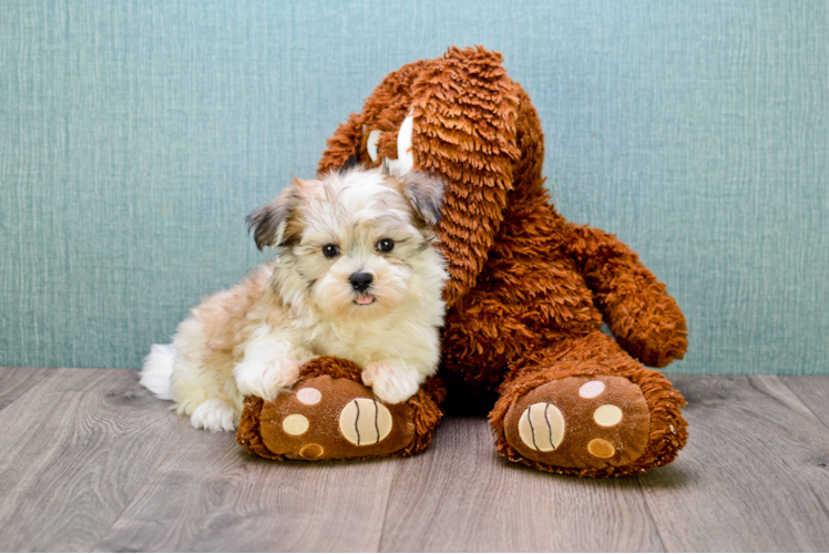 Funny Teddy Bear Designer Pup