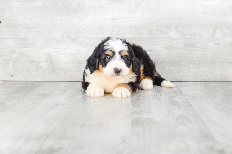 Little Mini Berniedoodle Poodle Mix Puppy