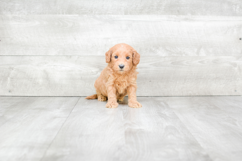 Sweet Mini Goldendoodle Baby