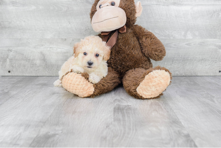 Maltipoo Pup Being Cute