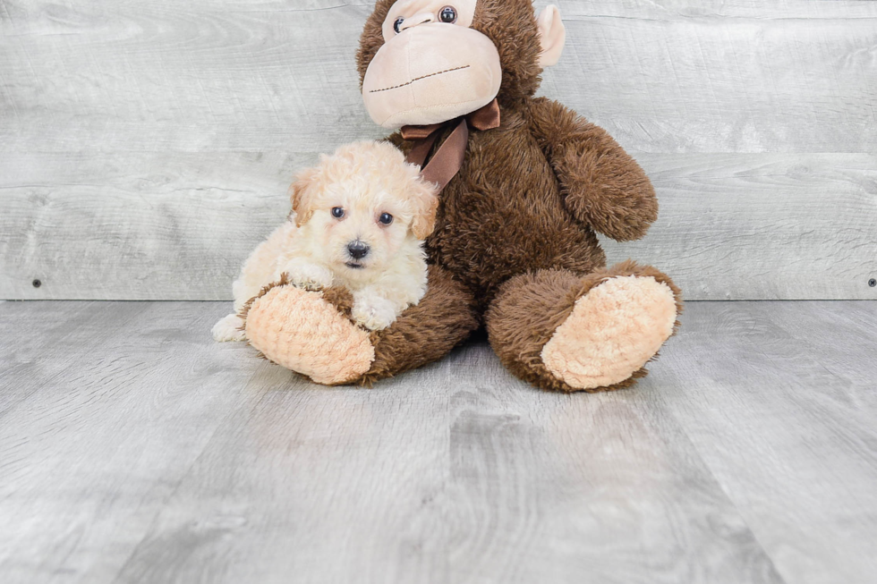 Maltipoo Pup Being Cute