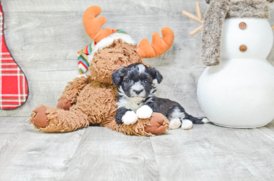 Havanese Pup Being Cute