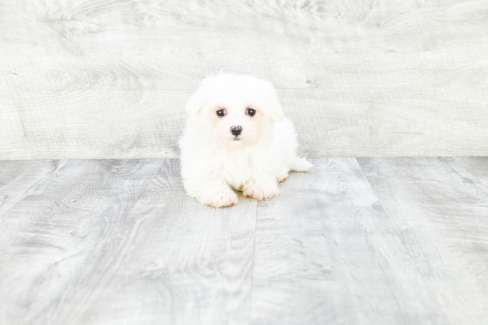 Maltese Puppy for Adoption