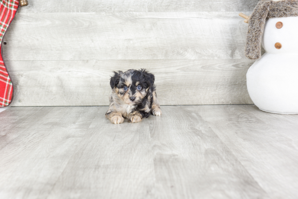 Happy Mini Aussiedoodle Baby