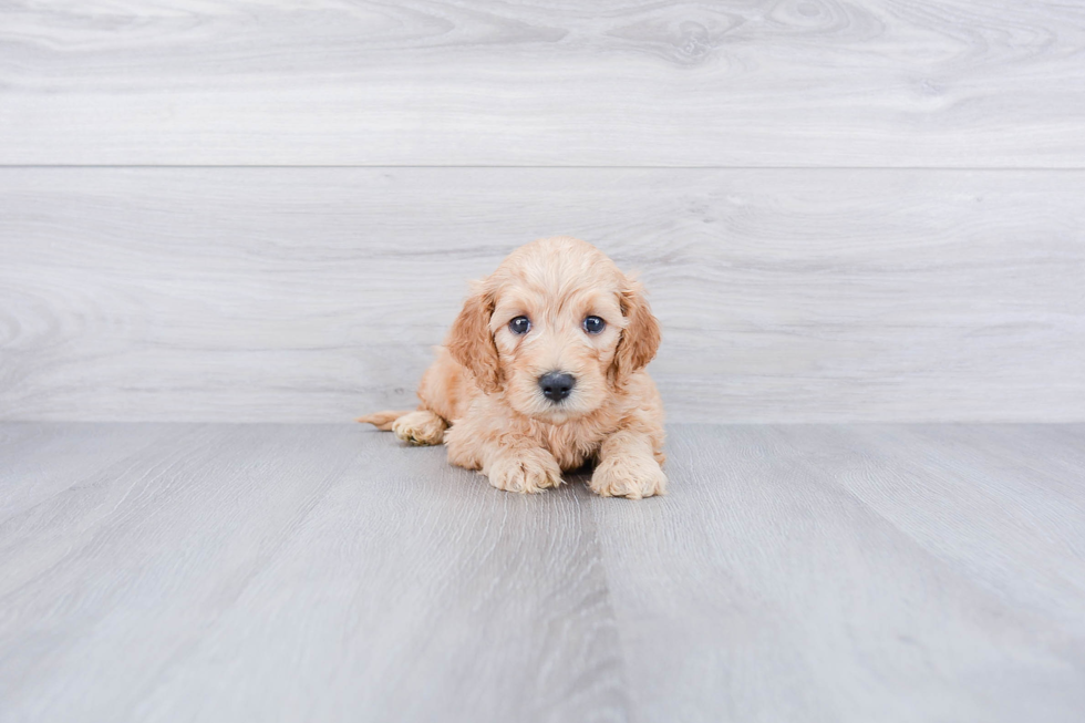 Mini Goldendoodle Pup Being Cute