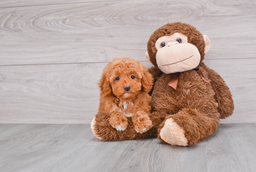 Little Golden Retriever Poodle Mix Puppy