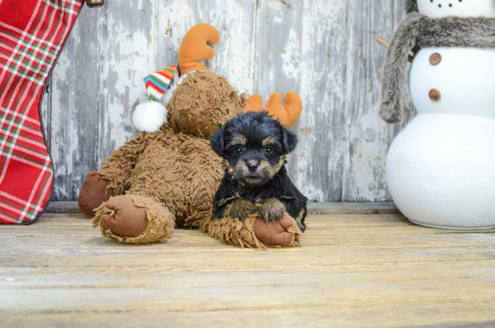 Best Morkie Baby