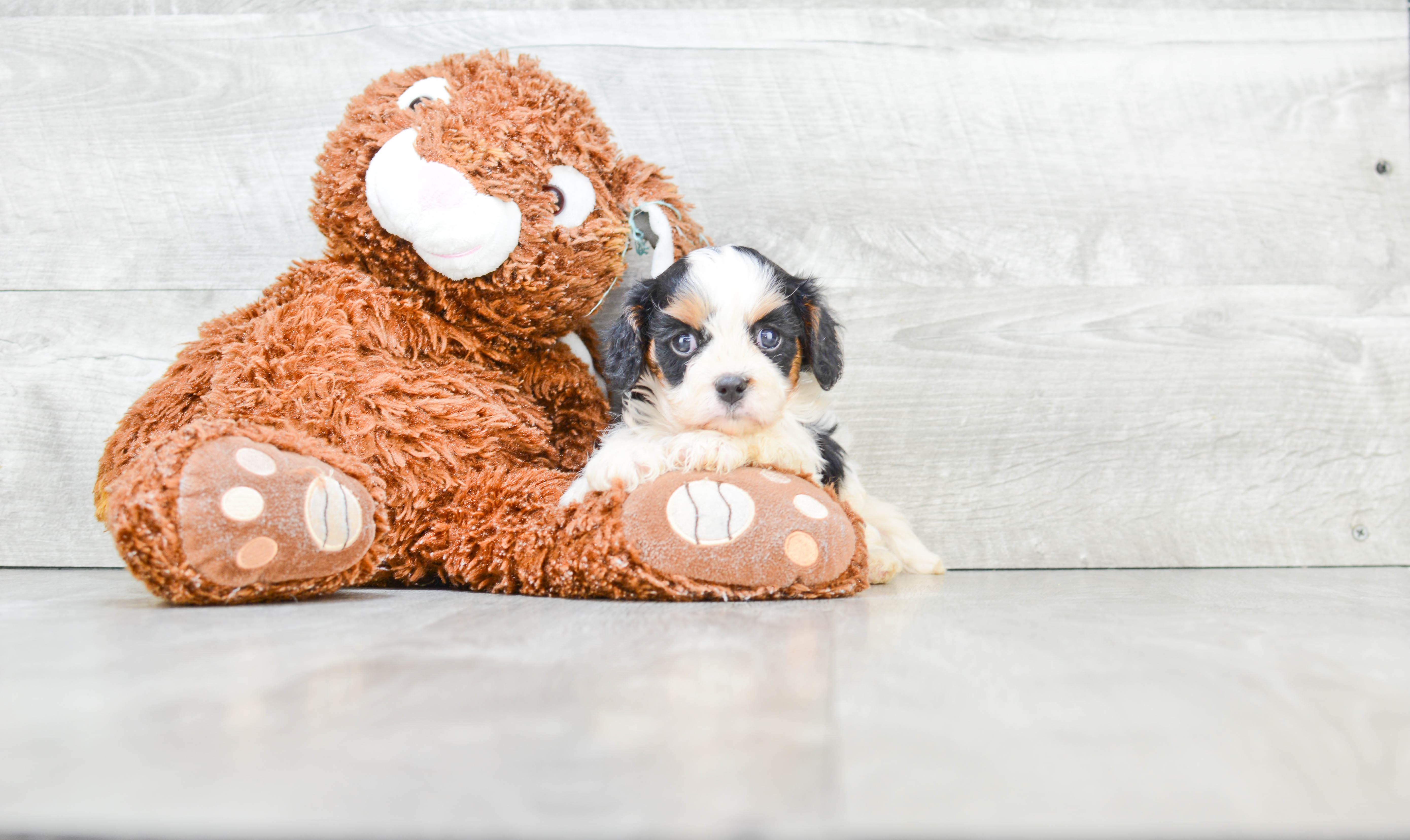 Cute Cavachon Baby