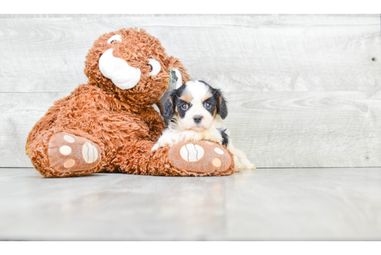 Cute Cavachon Baby