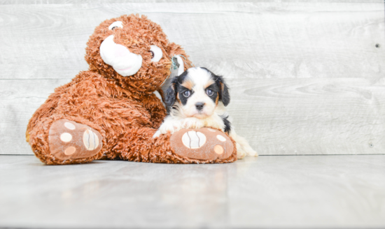 Cute Cavachon Baby