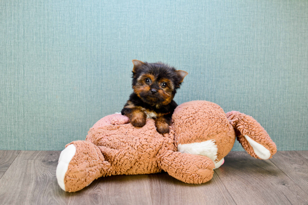 Meet Giselle - our Yorkshire Terrier Puppy Photo 