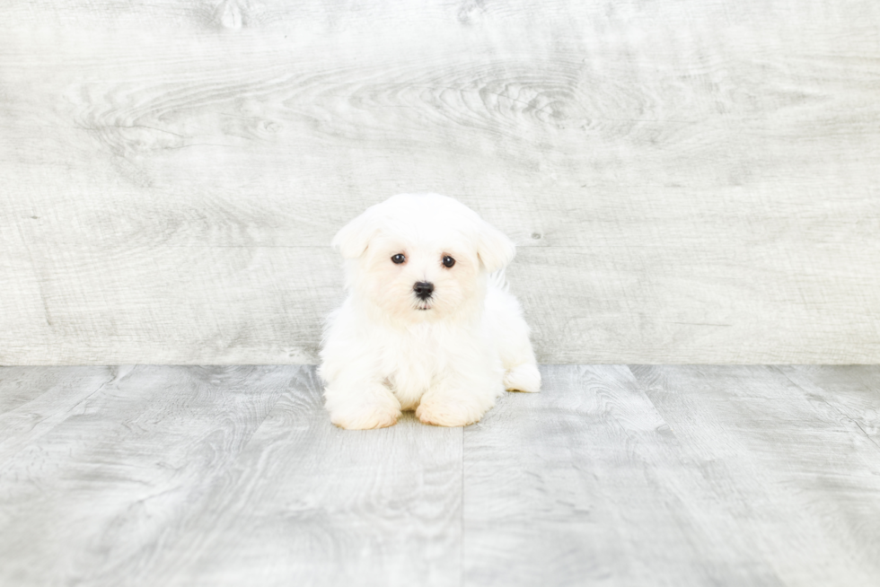 Friendly Maltese Purebred Pup