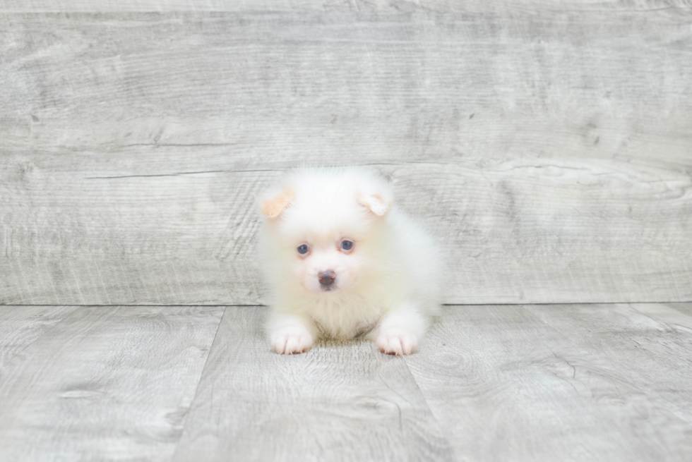 Pomeranian Puppy for Adoption