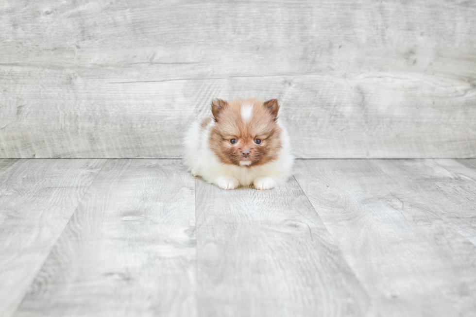 Happy Pomeranian Purebred Puppy