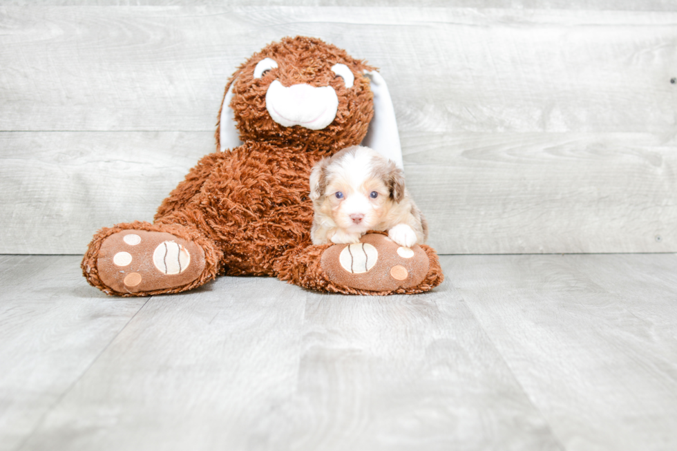 Mini Aussiedoodle Puppy for Adoption