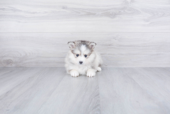 Best Pomsky Baby