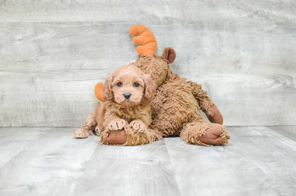 Sweet Cockapoo Baby