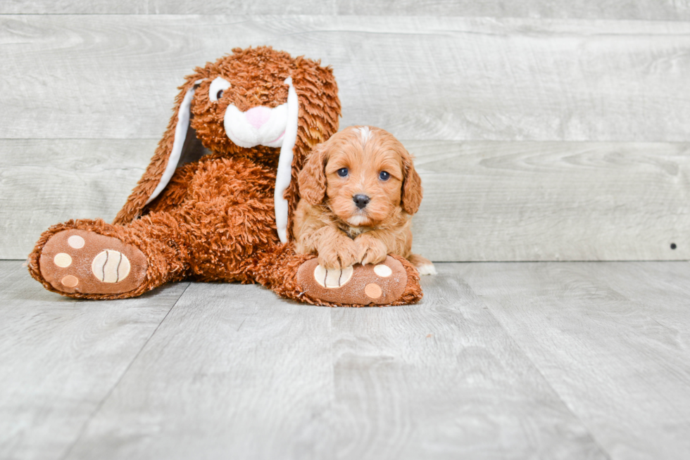 Popular Cavapoo Poodle Mix Pup