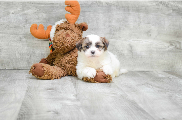 Hypoallergenic Shichon Designer Puppy