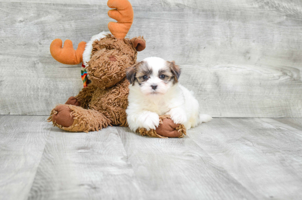 Hypoallergenic Shichon Designer Puppy