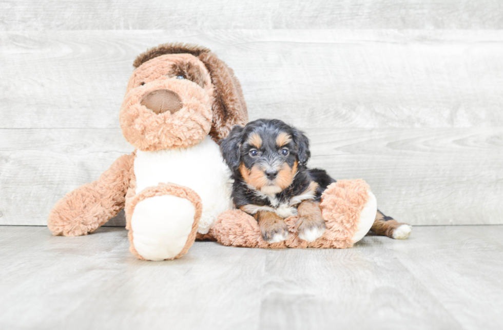 Cute Mini Bernedoodle Baby