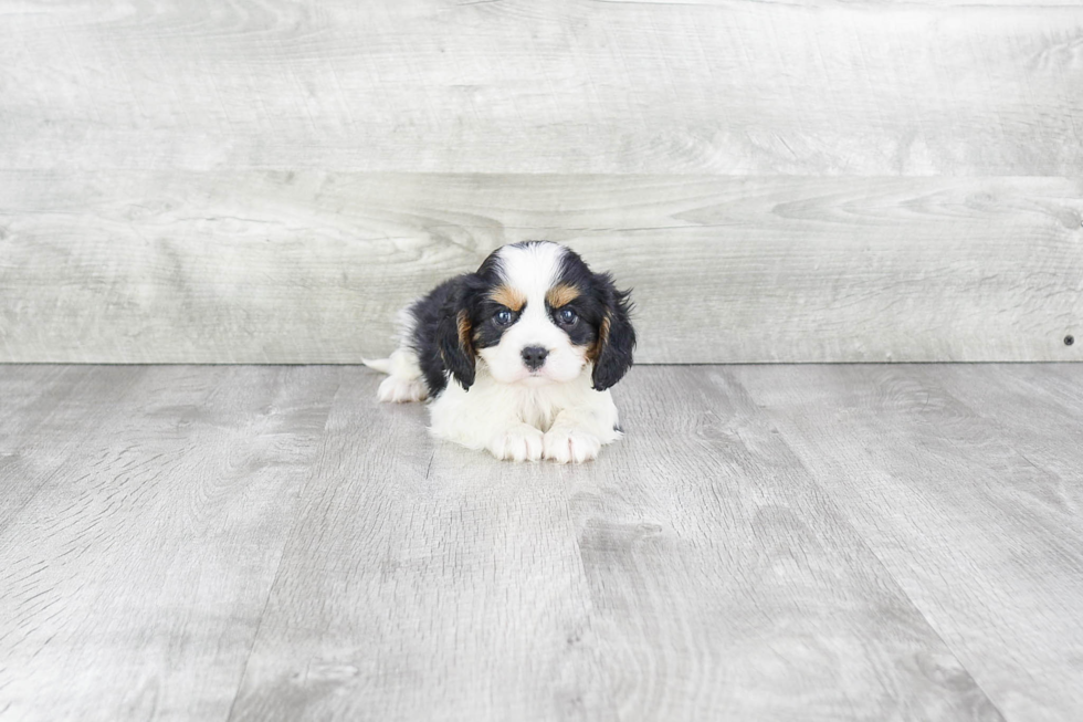 Cavalier King Charles Spaniel Pup Being Cute