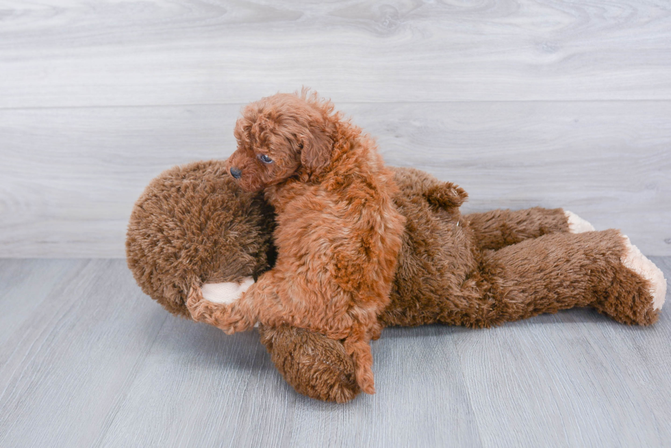 Cavapoo Pup Being Cute