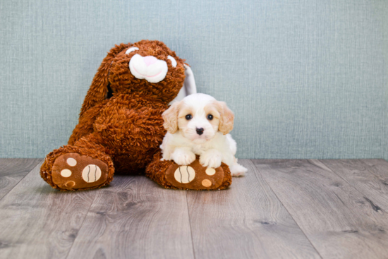 Sweet Cavachon Baby