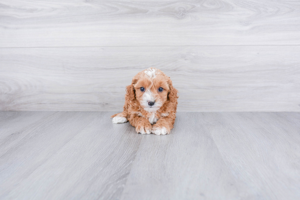 Energetic Cavoodle Poodle Mix Puppy