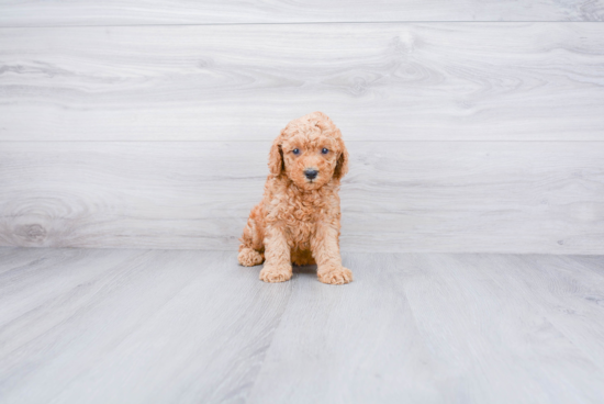 Mini Goldendoodle Puppy for Adoption