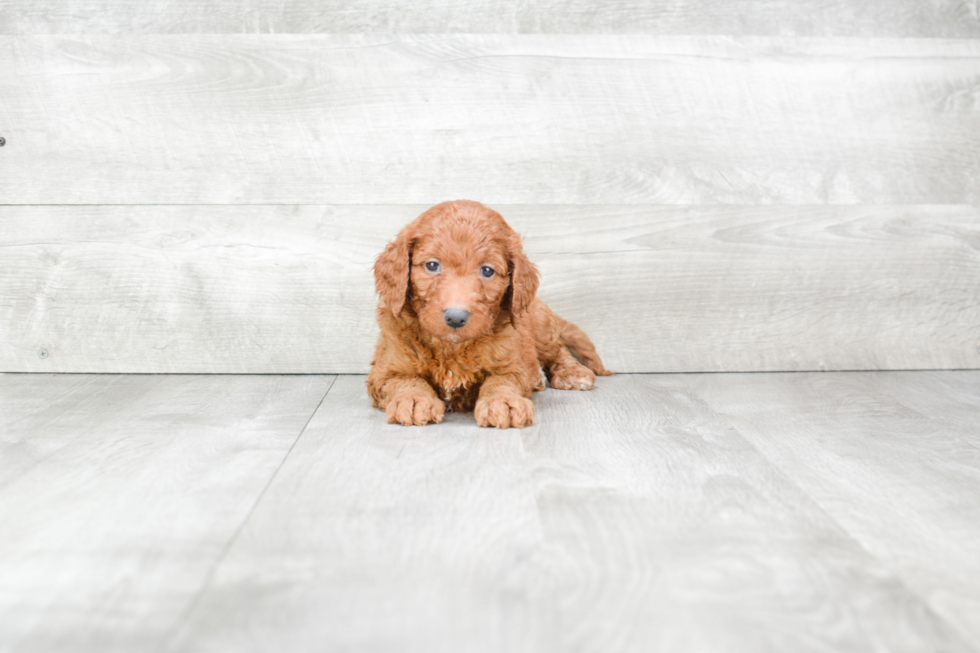 Mini Goldendoodle Puppy for Adoption