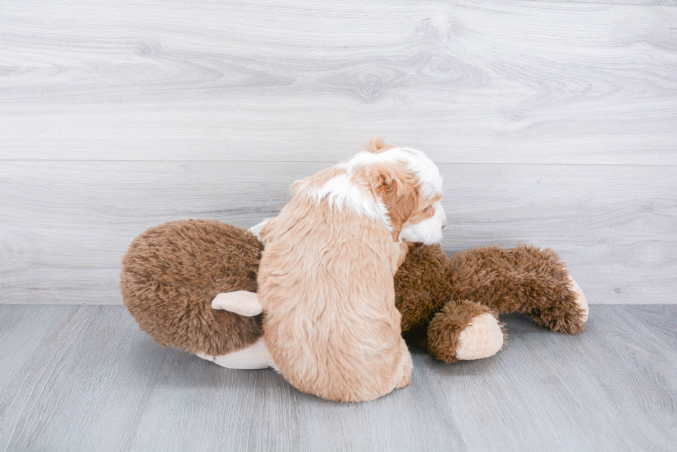 Petite Mini Bernedoodle Poodle Mix Pup