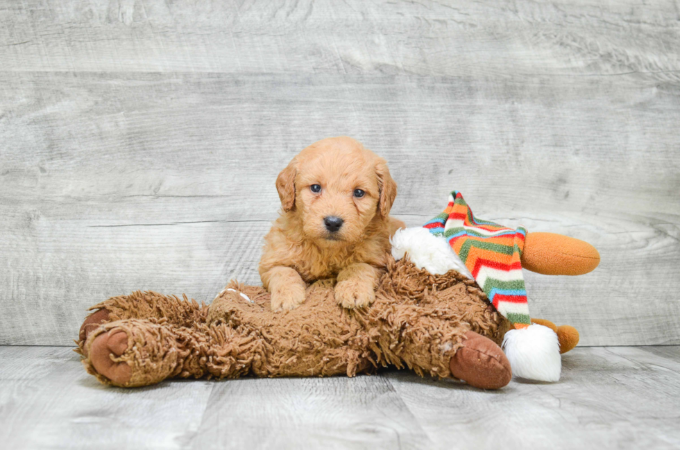 Energetic Golden Retriever Poodle Mix Puppy