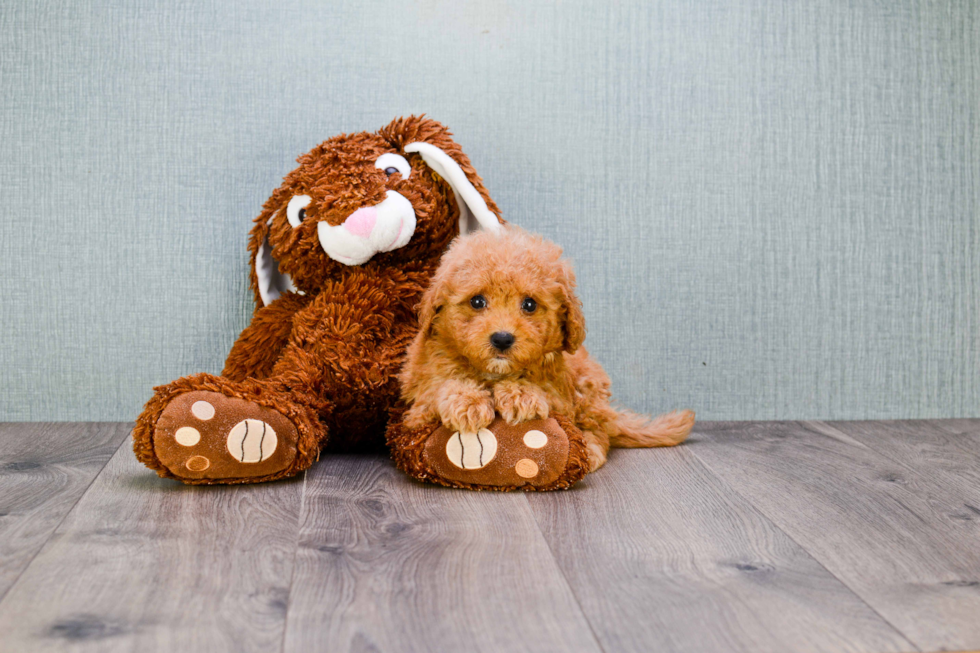 Popular Cavapoo Poodle Mix Pup