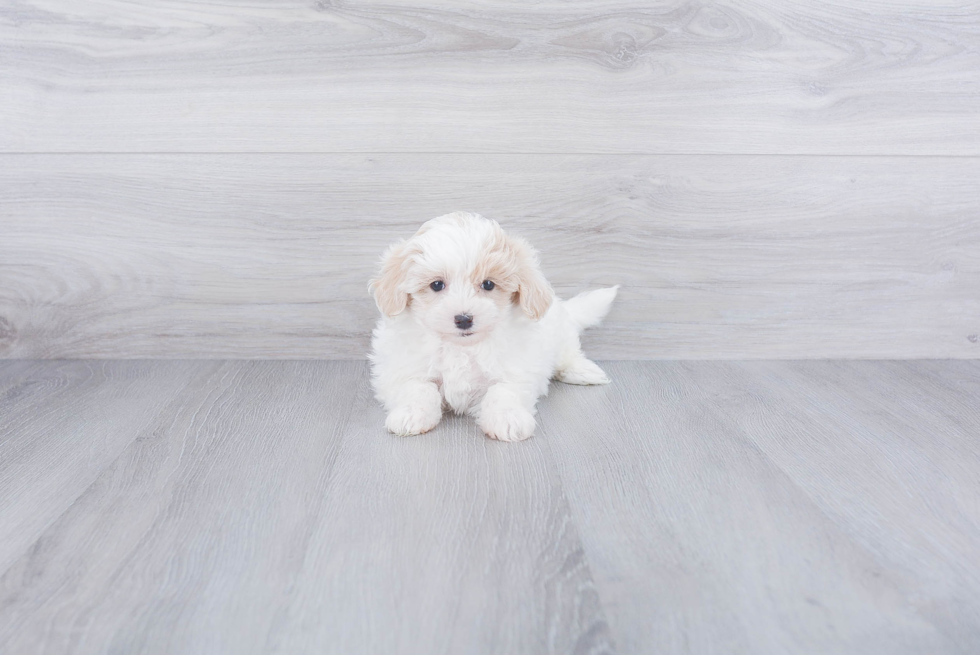 Maltipoo Puppy for Adoption