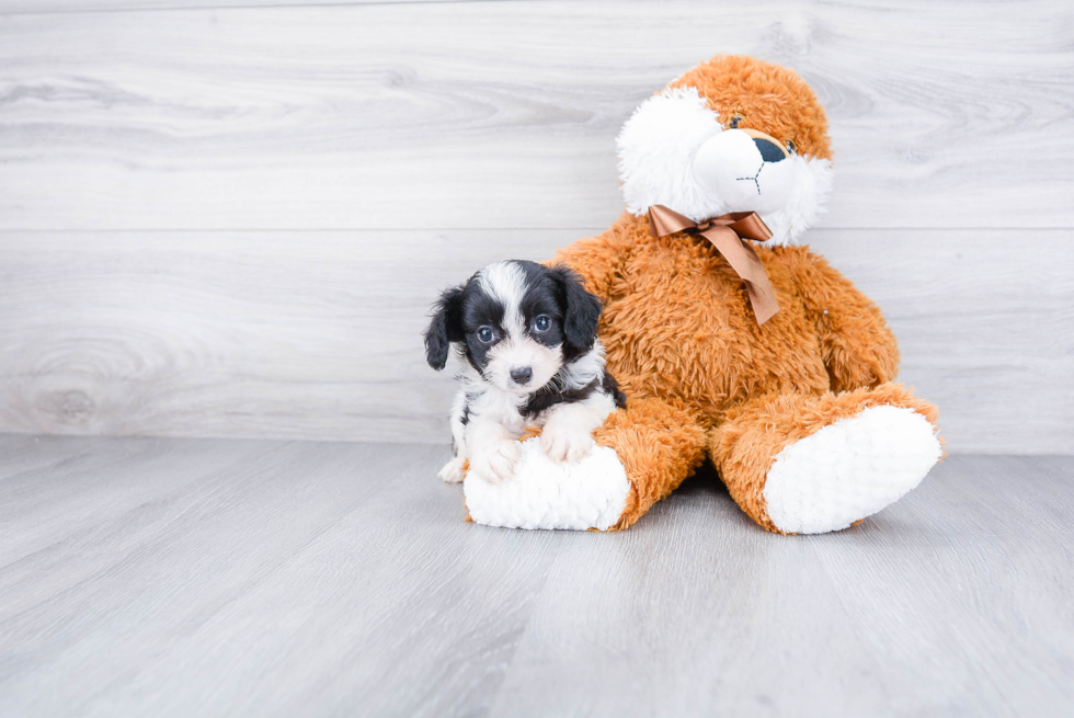 Small Mini Aussiedoodle Baby