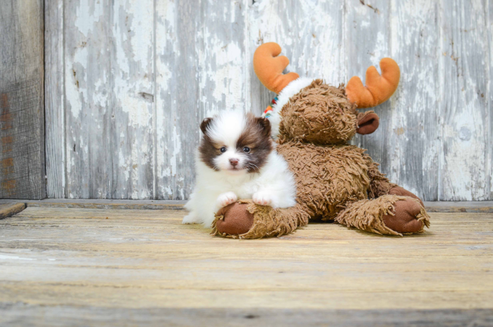 Hypoallergenic Pomeranian Baby