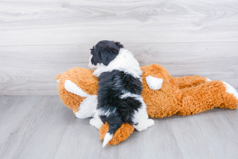 Akc Registered Havanese Purebred Pup