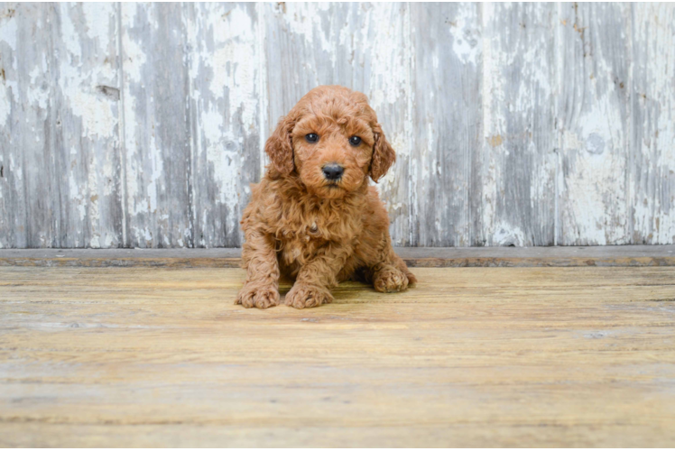 Mini Goldendoodle Puppy for Adoption