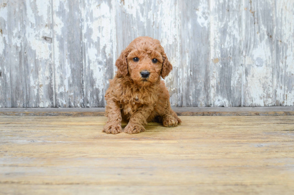 Mini Goldendoodle Puppy for Adoption