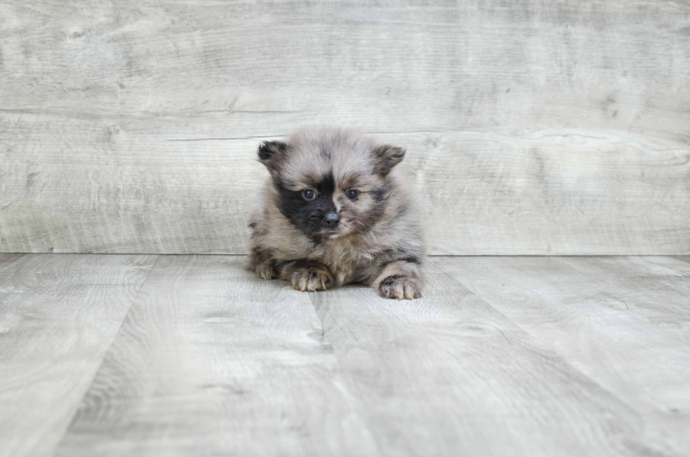 Petite Pomeranian Purebred Puppy