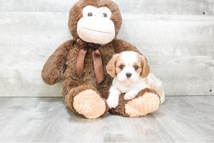 Little Cavalier King Charles Spaniel Baby