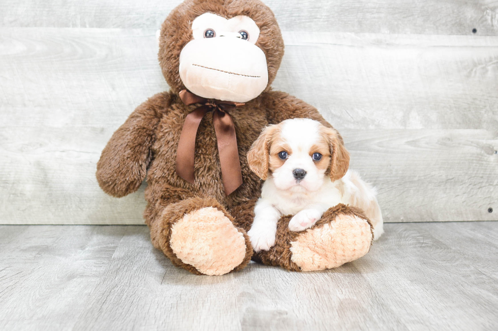 Little Cavalier King Charles Spaniel Baby