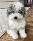 Hypoallergenic Sheep Dog Poodle Mix Pup