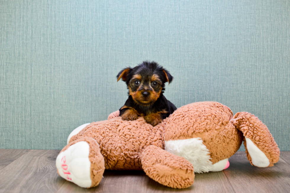 Meet Jeremy - our Yorkshire Terrier Puppy Photo 