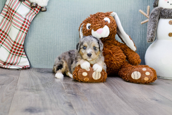 Happy Mini Aussiedoodle Baby