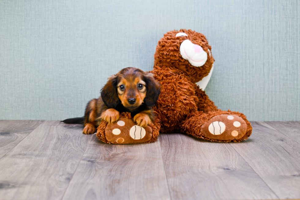 Cute Dachshund Purebred Puppy