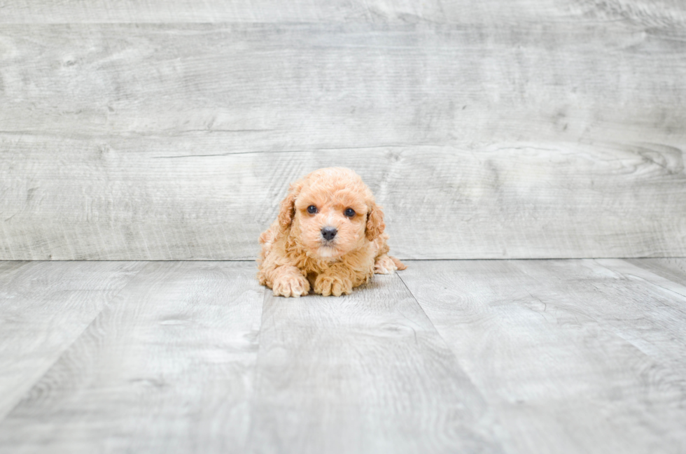 Best Cavapoo Baby