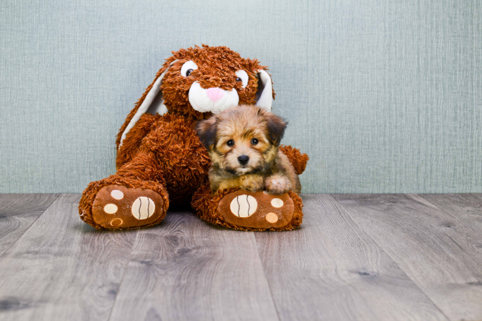 Energetic Yorkie Designer Puppy