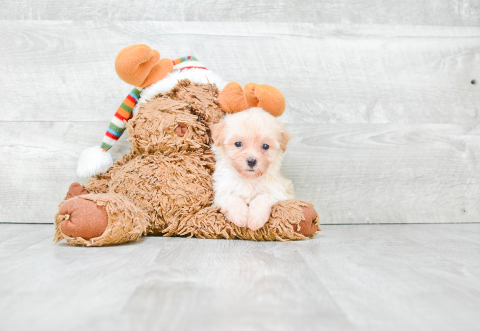 Maltipoo Puppy for Adoption